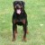 Adolf Vom Bordelummel 01