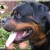 Balco Aus Der Espenstatte Head Shot
