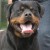 Balou Vom Herrenhaus 02