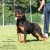 Danya Vom Hause Bouhfour 01