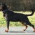Elvis Von Der Muhlbachstrasse 01