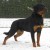 Yukon Vh Neubrand Balco X Ivett Offspring 01