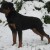 Yukon Vh Neubrand Balco X Ivett Offspring 02