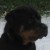 Yukon Vh Neubrand Balco X Ivett Offspring 03