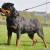 Kliff Von Der Crossener Ranch 01