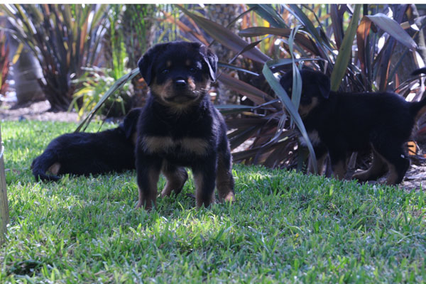 morro_vd_scherau_carla_vh_neubrand_puppies