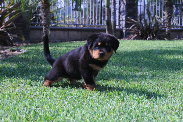 morro_vd_scherau_carla_vh_neubrand_puppies