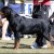 Medoc At 2009 KSZ