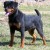 KenyaODRK8mnths