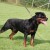 Tyler Vom Wilden Westen