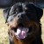 Raoul Vom Hause Neubrand 05