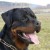Raoul Vom Hause Neubrand 06