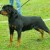 Tina Des Princes D Aragone 02