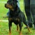 Tina Des Princes D Aragone 03