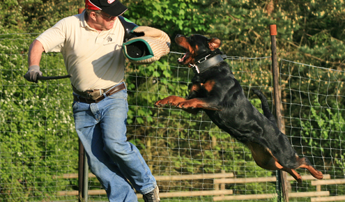 imported rottweiler for sale